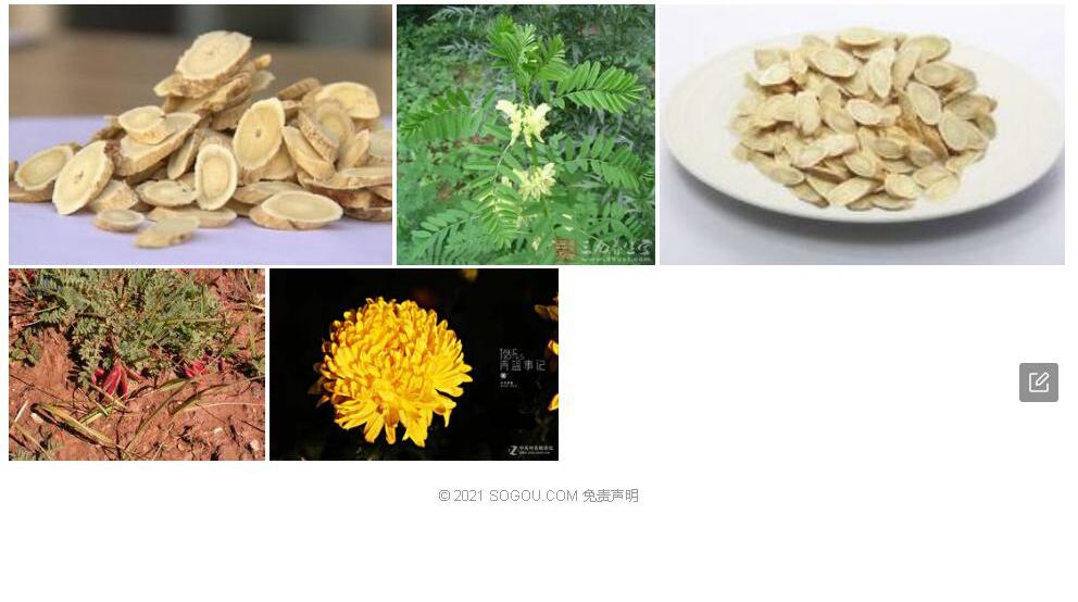 黄白悬垂黄耆照片和图片/