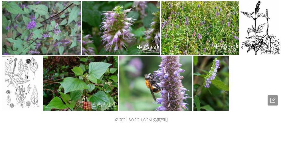 黄白香薷照片和图片/