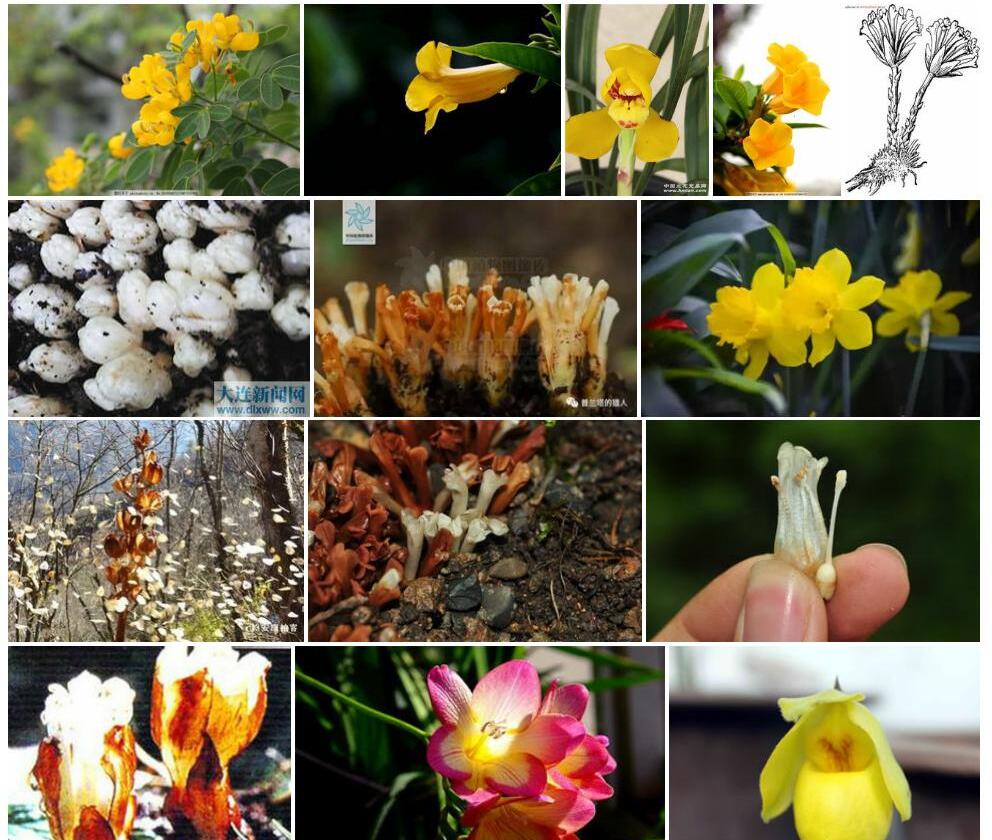 黄筒花照片和图片/