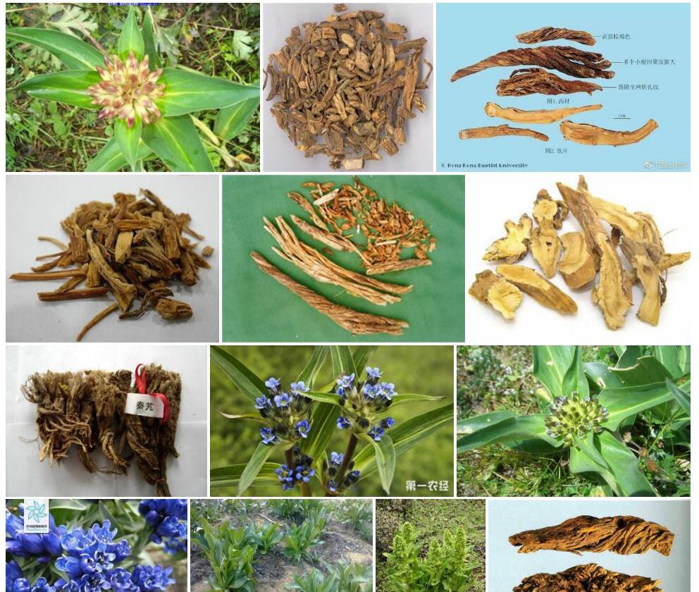 黄管秦艽照片和图片/