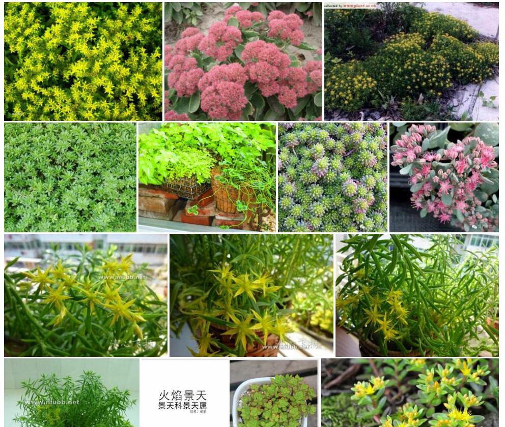 黄绿景天照片和图片/