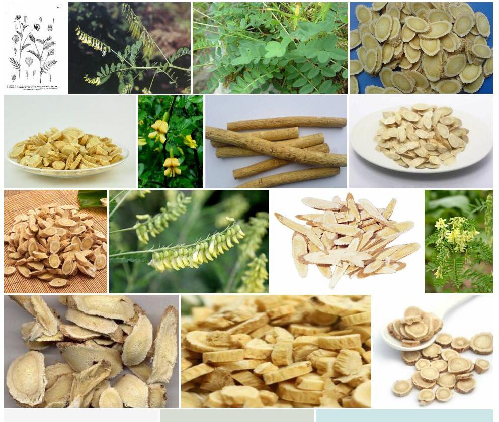 黄绿黄耆照片和图片/