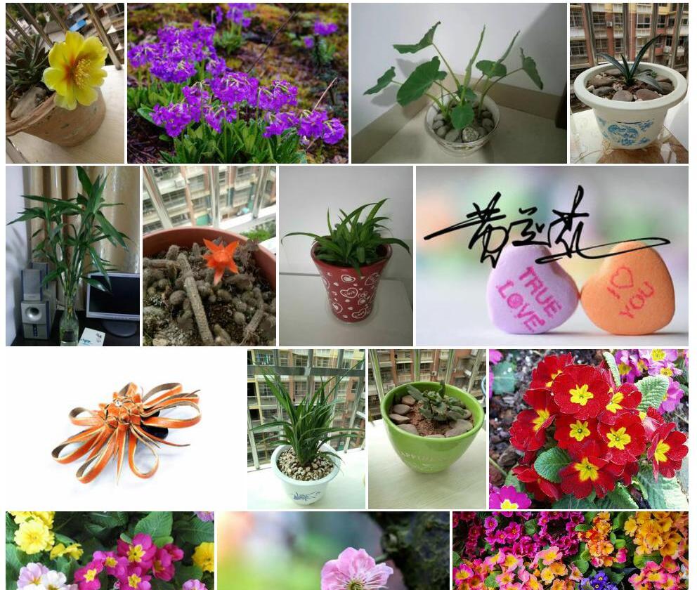 黄美花报春照片和图片/