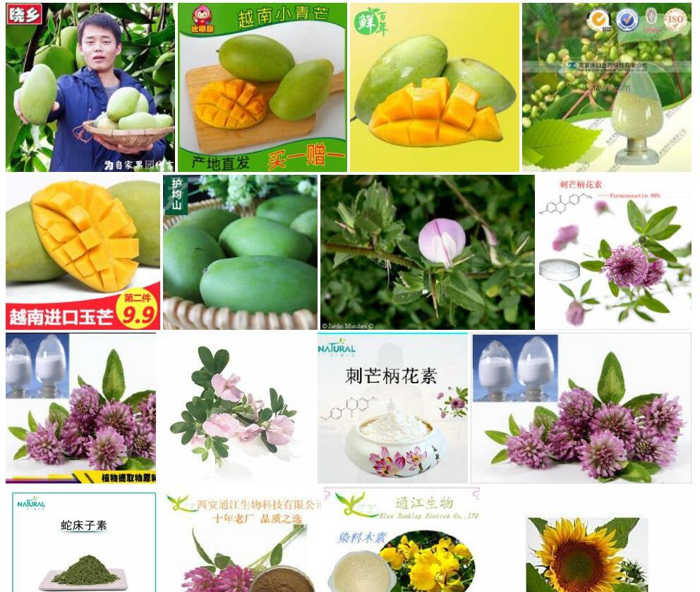 黄芒柄花照片和图片/