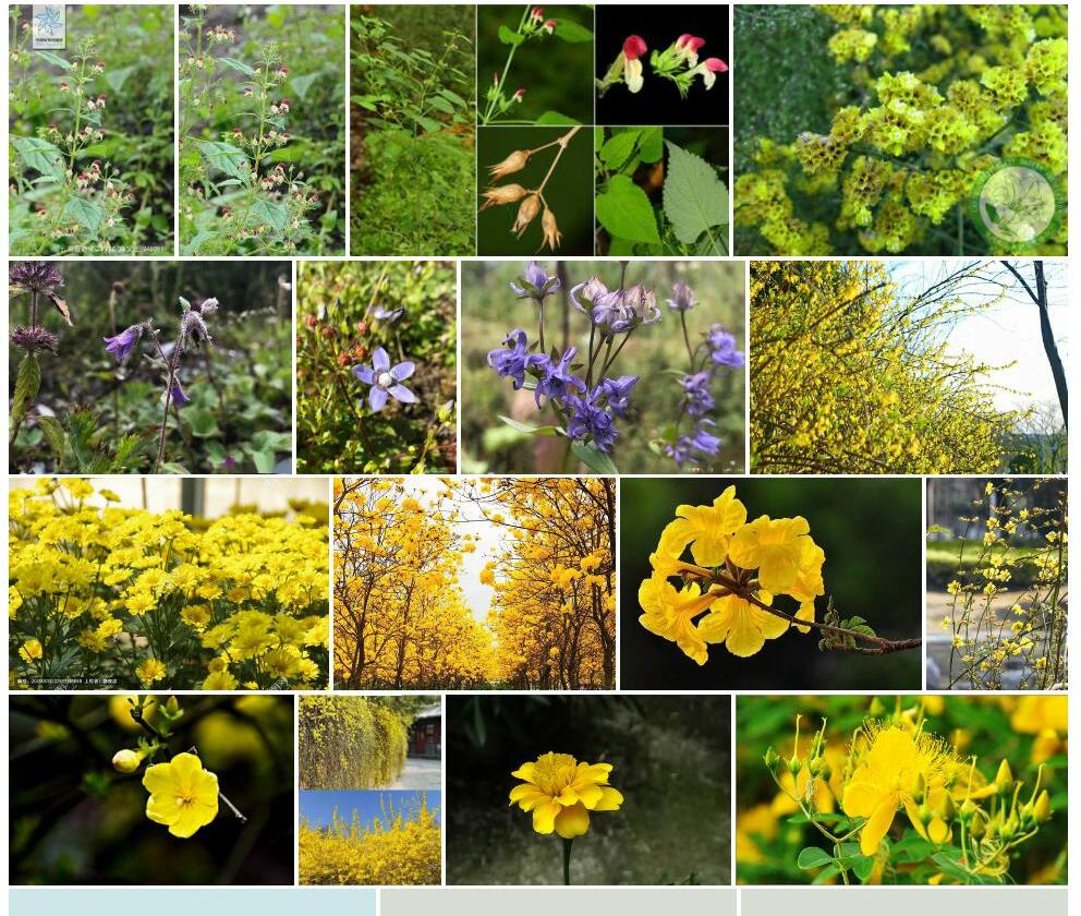 黄花云南冠唇花照片和图片/
