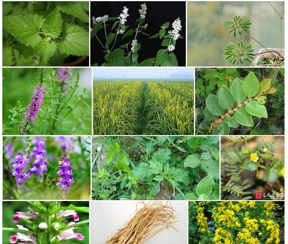 黄花具脉荆芥照片和图片/