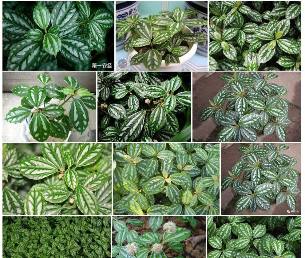 黄花冷水花照片和图片/