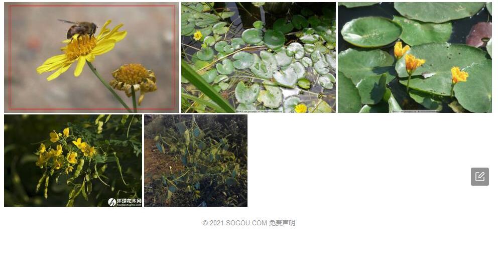 黄花合叶豆照片和图片/