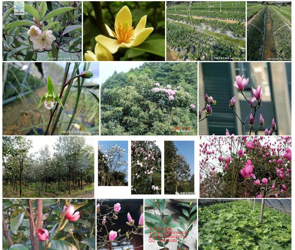 黄花含笑照片和图片/