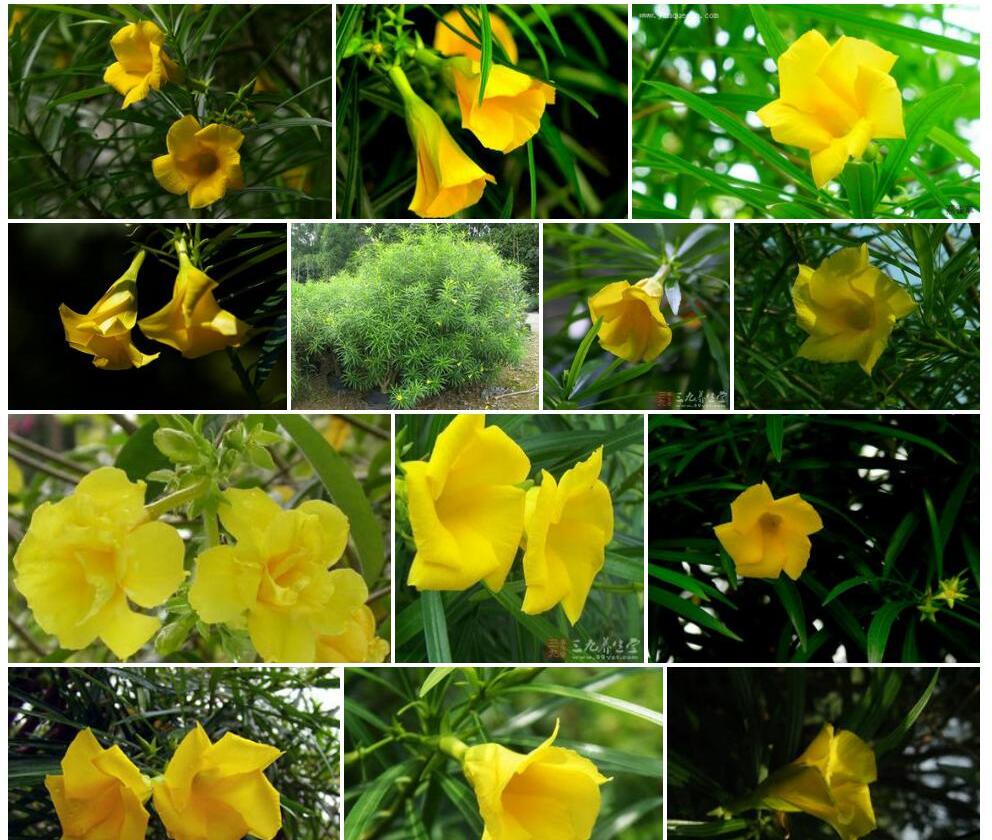 黄花夹竹桃照片和图片/