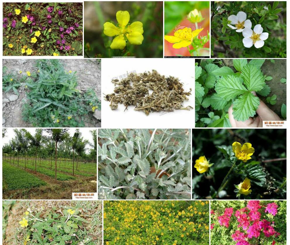 黄花委陵菜照片和图片/