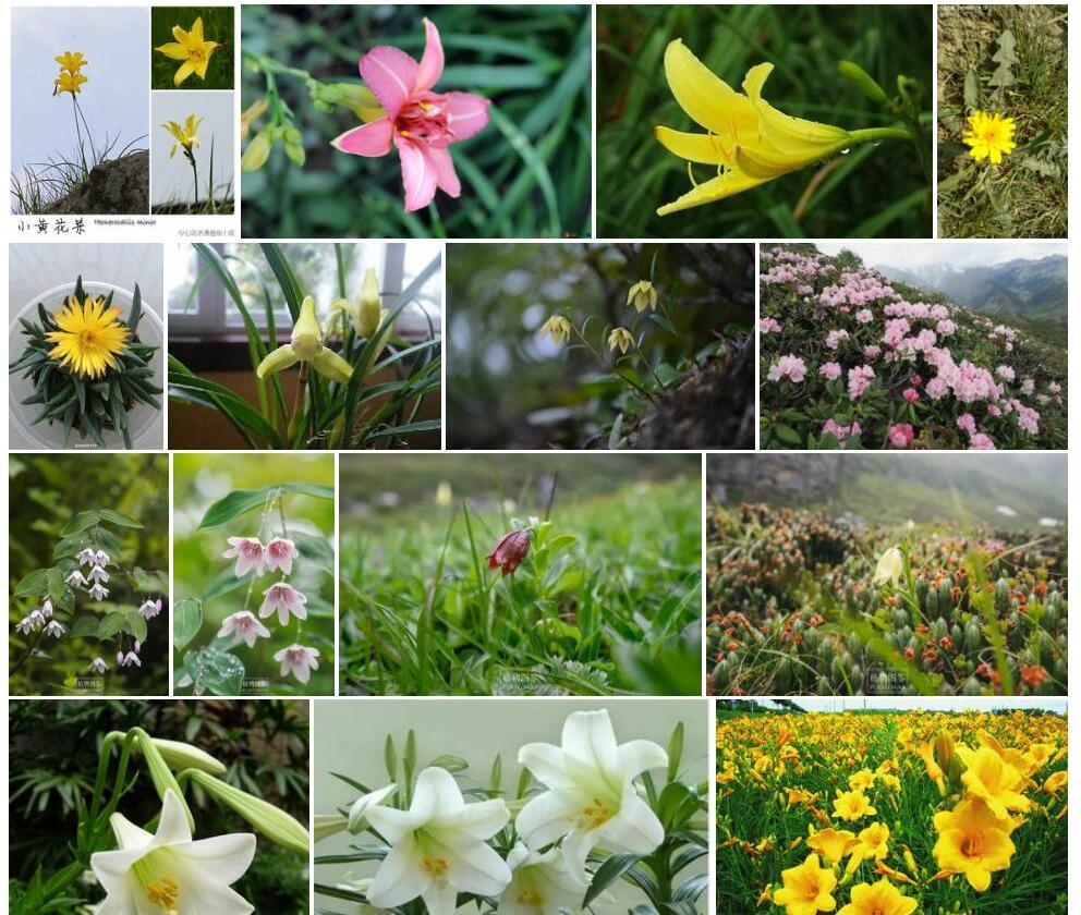 黄花小百合照片和图片/