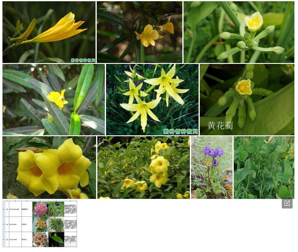 黄花扁蕾照片和图片/