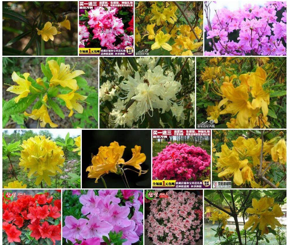 黄花杜鹃照片和图片/