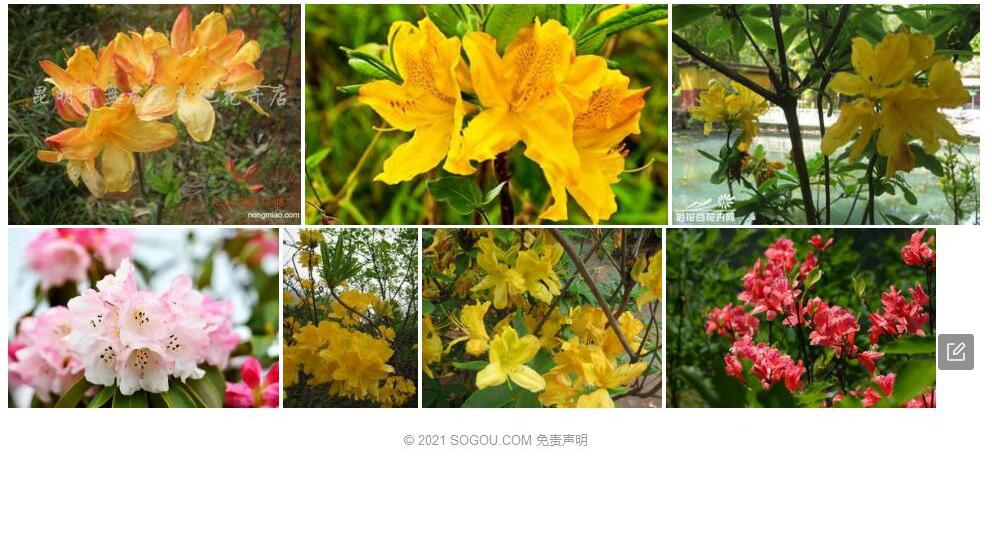黄花毛蕊杜鹃照片和图片/