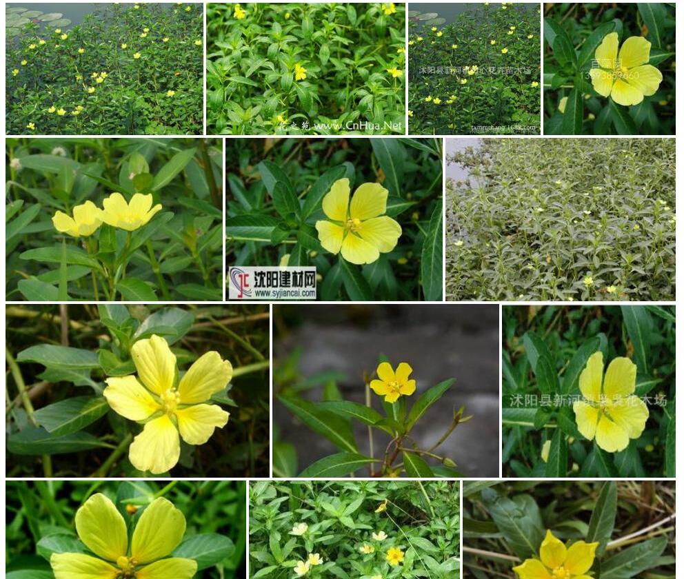 黄花水龙照片和图片/