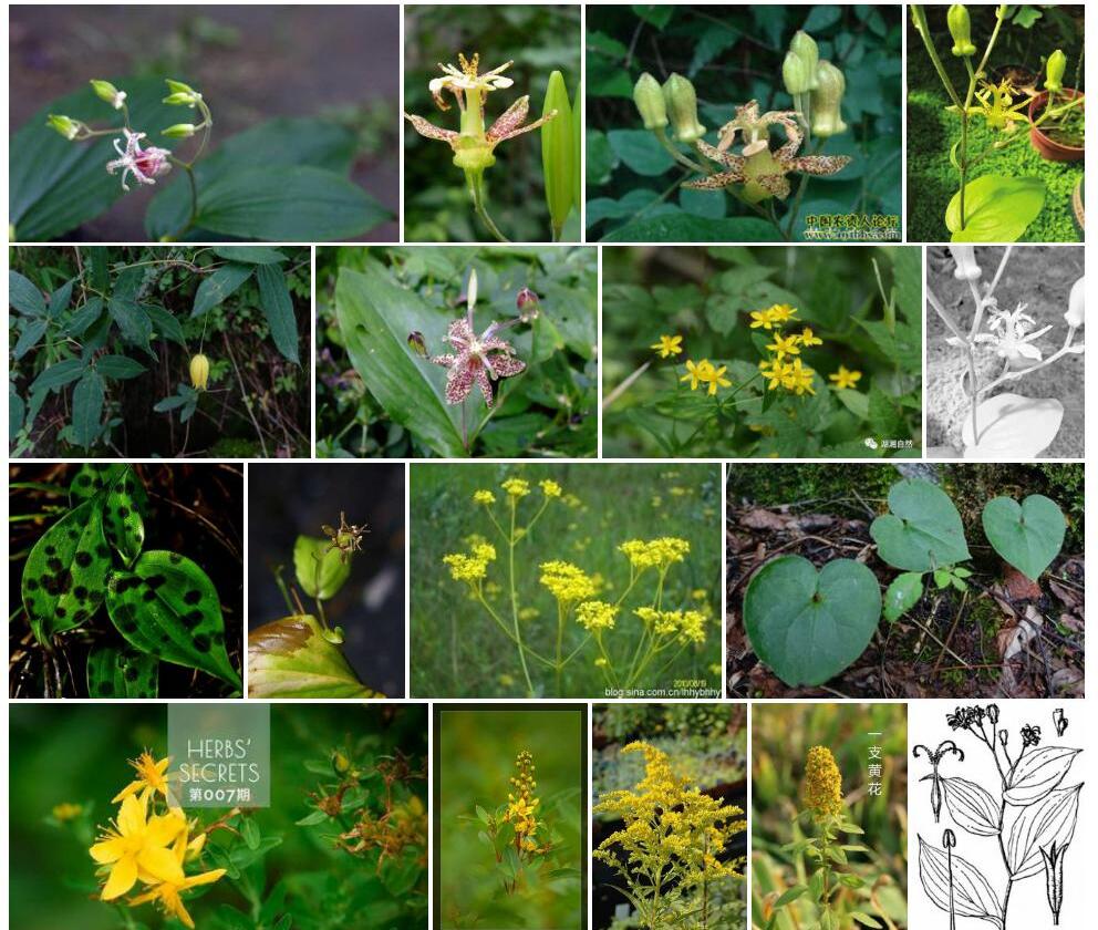 黄花油点草照片和图片/