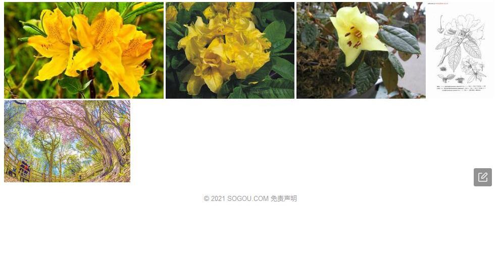 黄花泡叶杜鹃照片和图片/