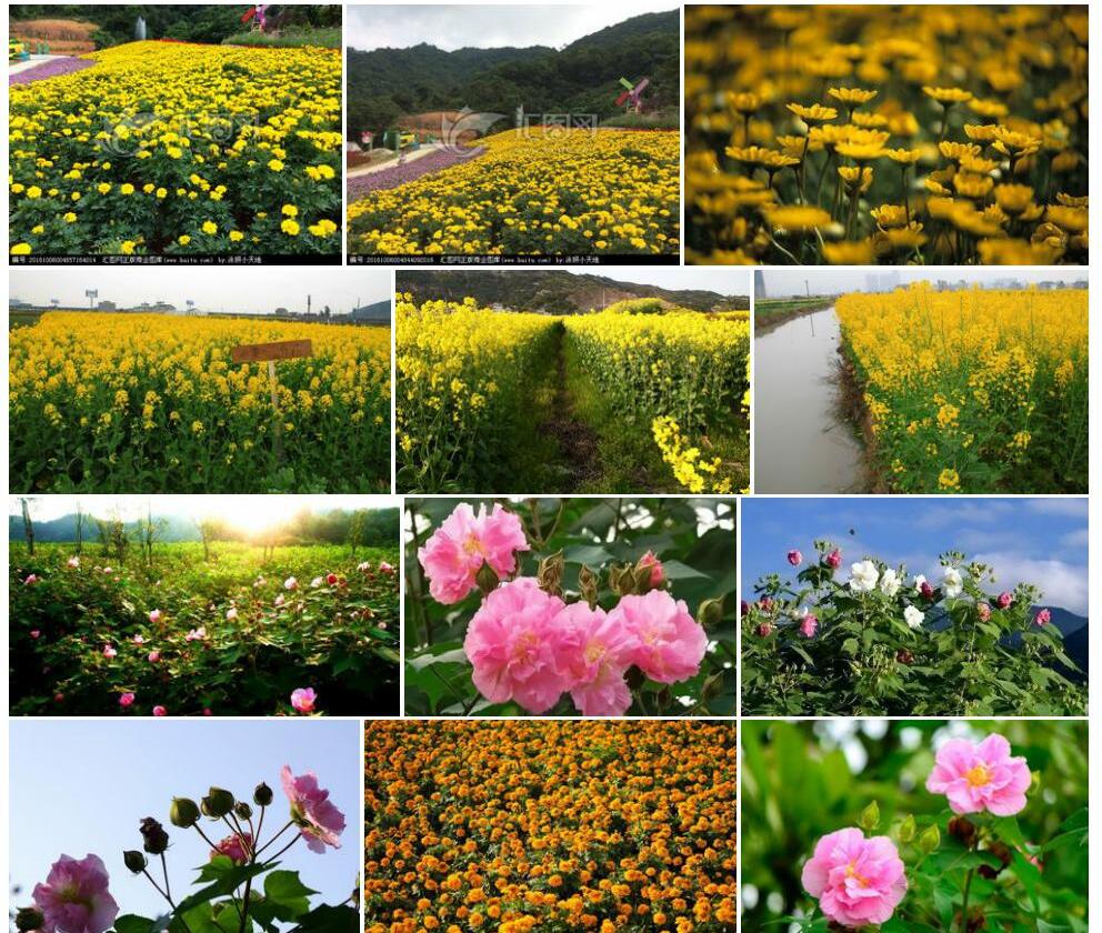 黄花海芙蓉照片和图片/