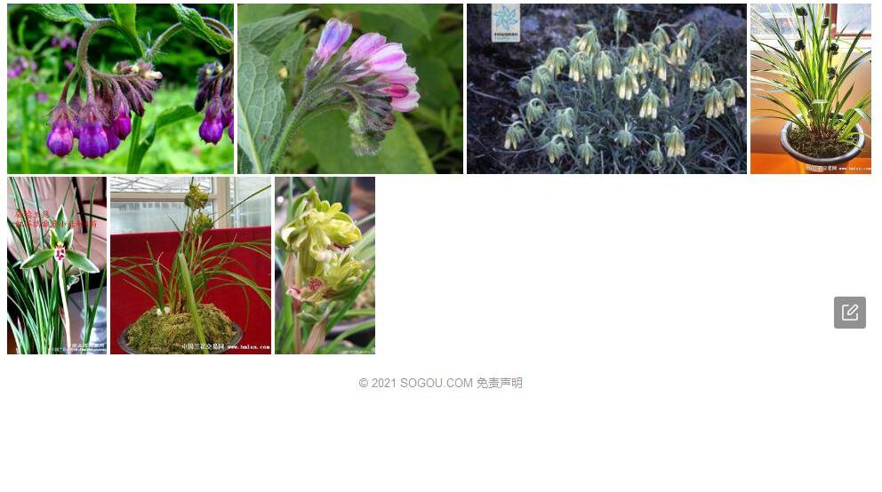 黄花滇紫草照片和图片/