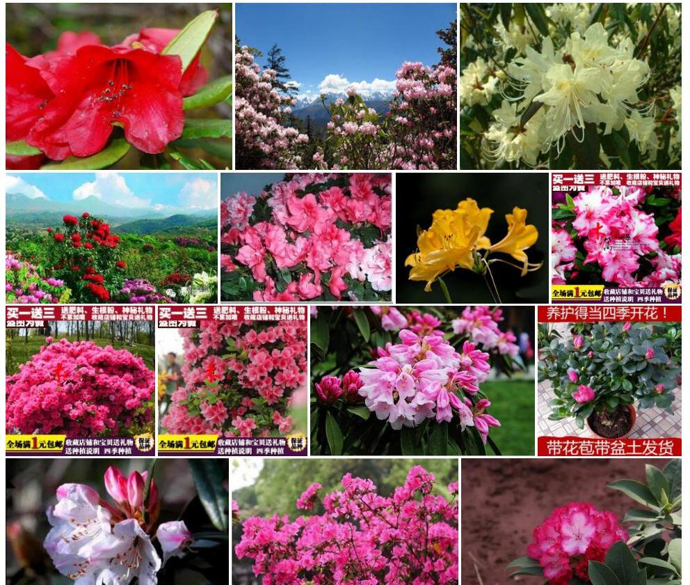 黄花滇藏杜鹃照片和图片/