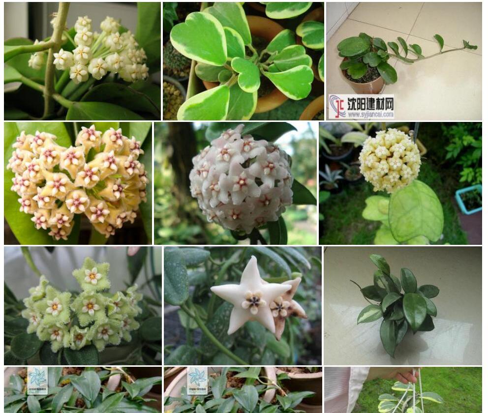 黄花球兰照片和图片/