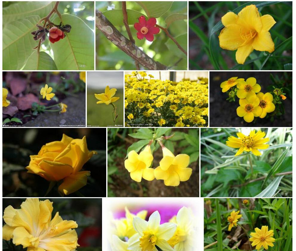 黄花皂帽花照片和图片/