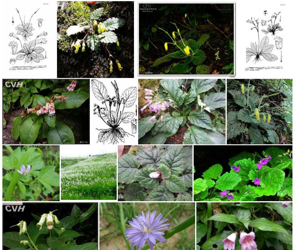 黄花直瓣苣苔照片和图片/