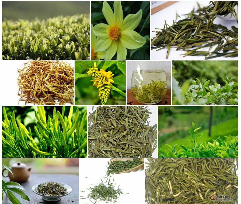 黄花短蕊茶照片和图片/