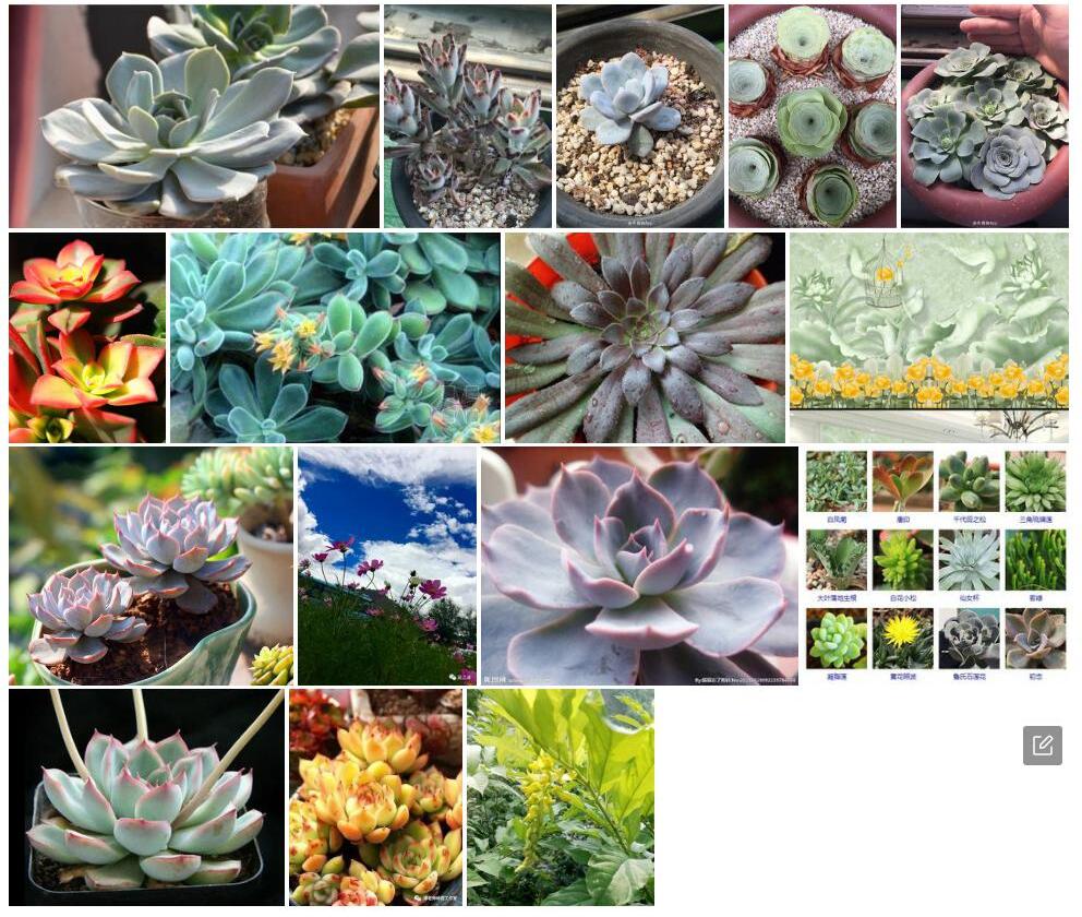 黄花石莲照片和图片/