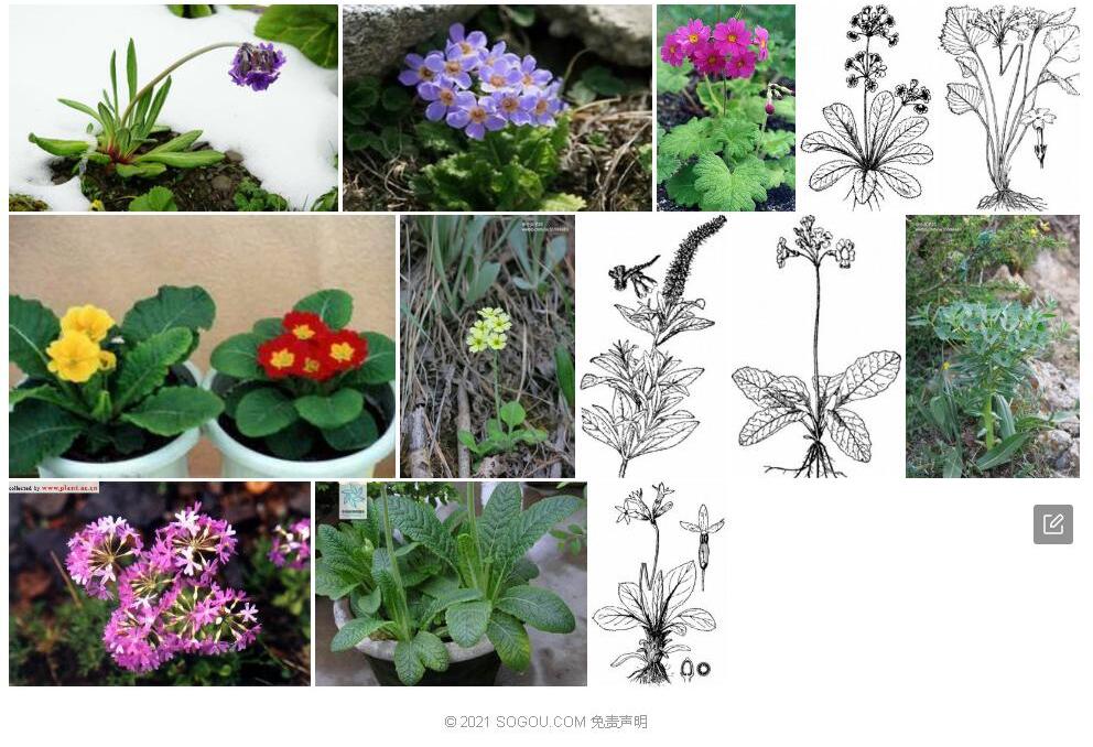 黄花粉叶报春照片和图片/