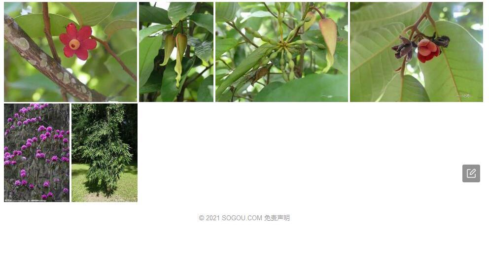 黄花紫玉盘照片和图片/