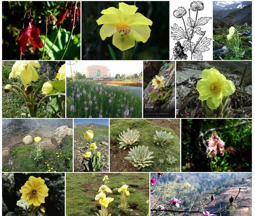 黄花绿绒蒿照片和图片/