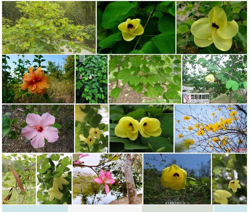 黄花羊蹄甲照片和图片/