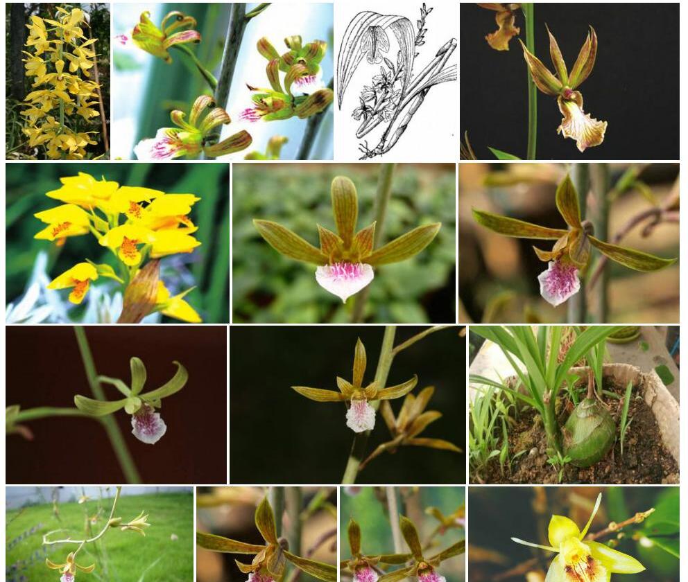 黄花美冠兰照片和图片/