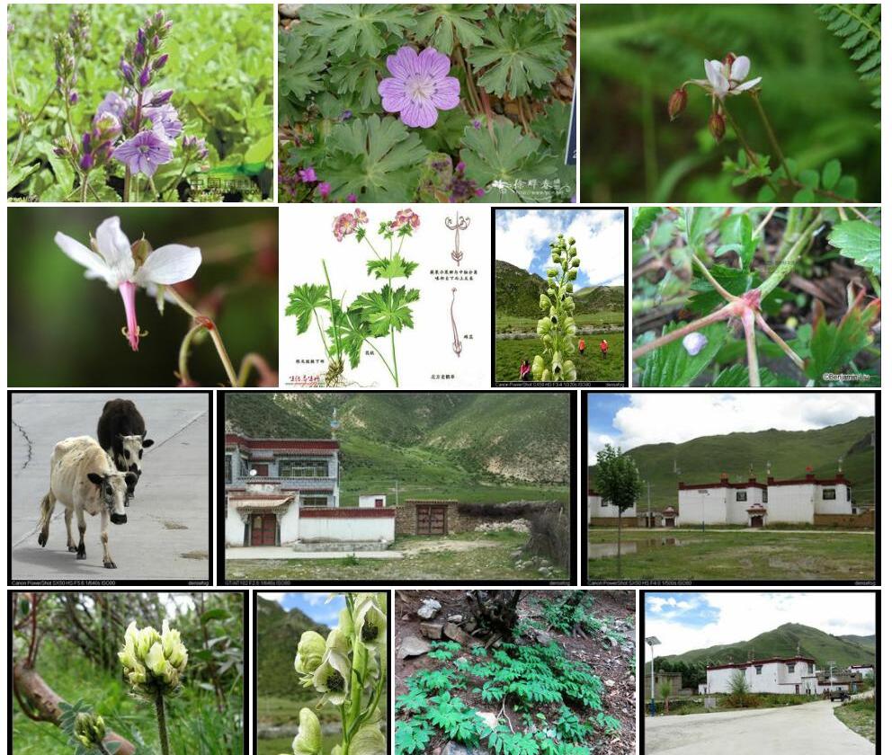 黄花老鹳草照片和图片/
