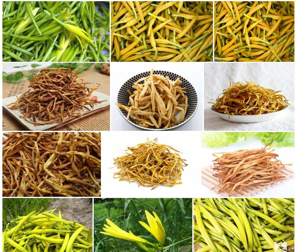 黄花菜照片和图片/