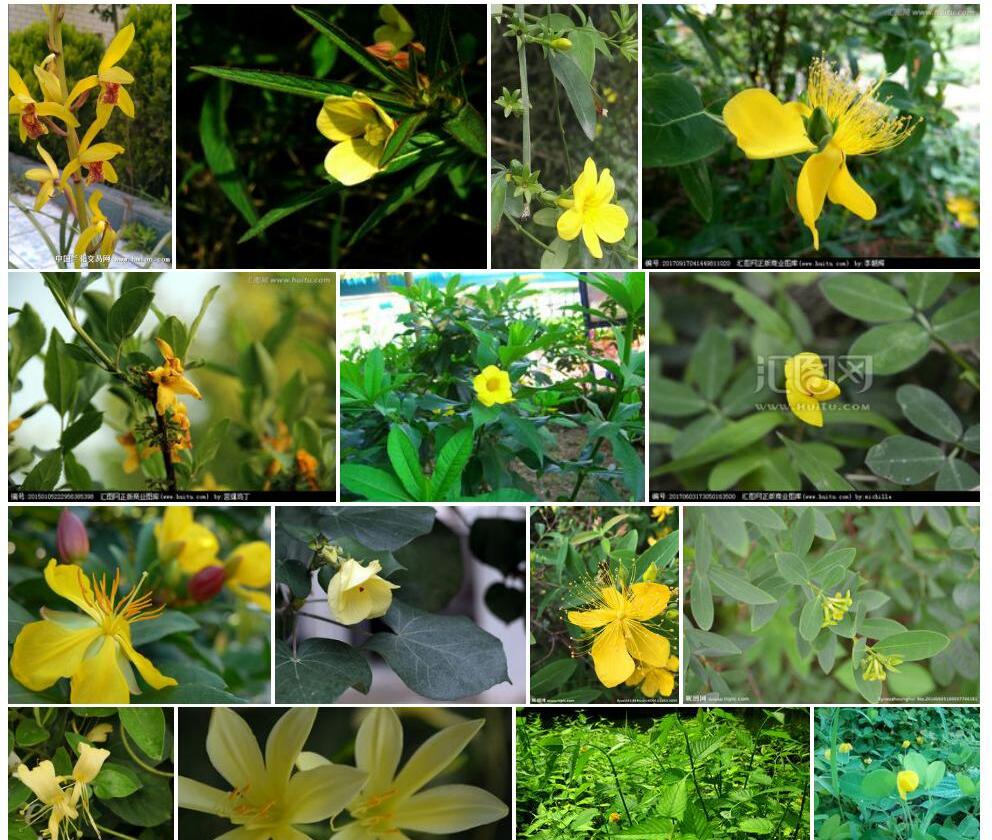 黄花蛇根草照片和图片/