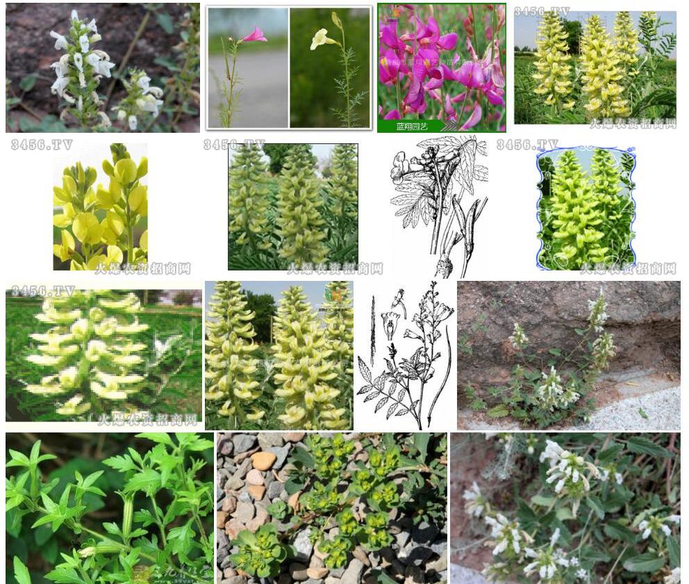 黄花角蒿照片和图片/