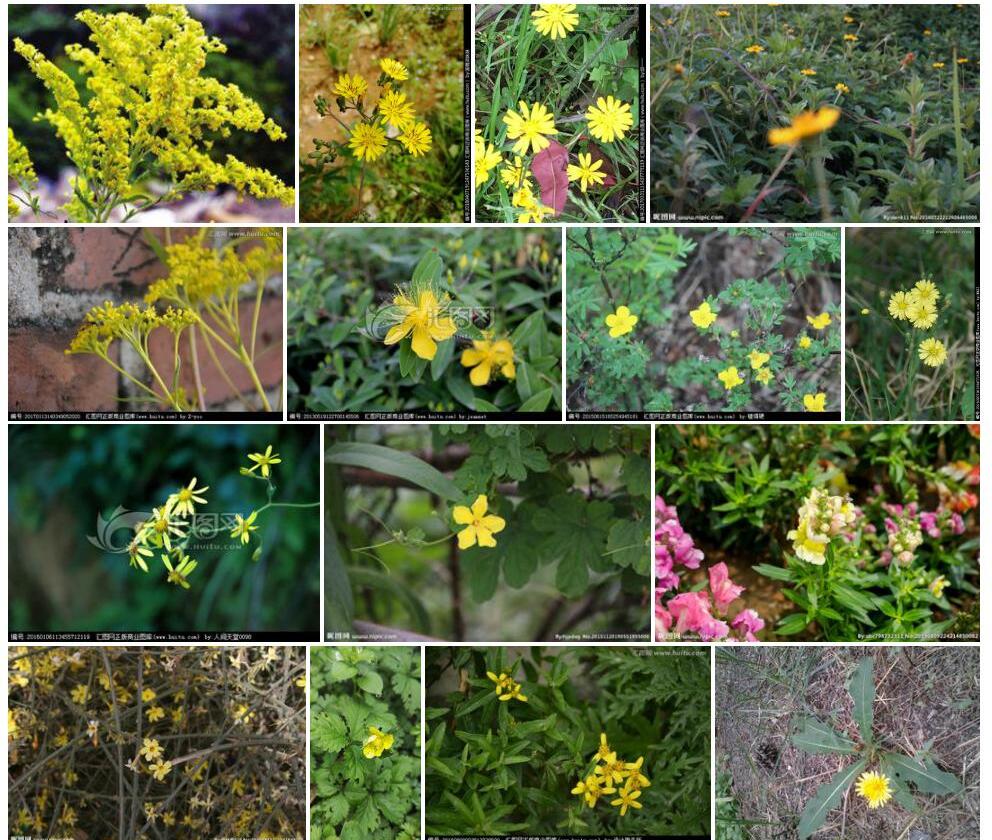黄花香薷照片和图片/