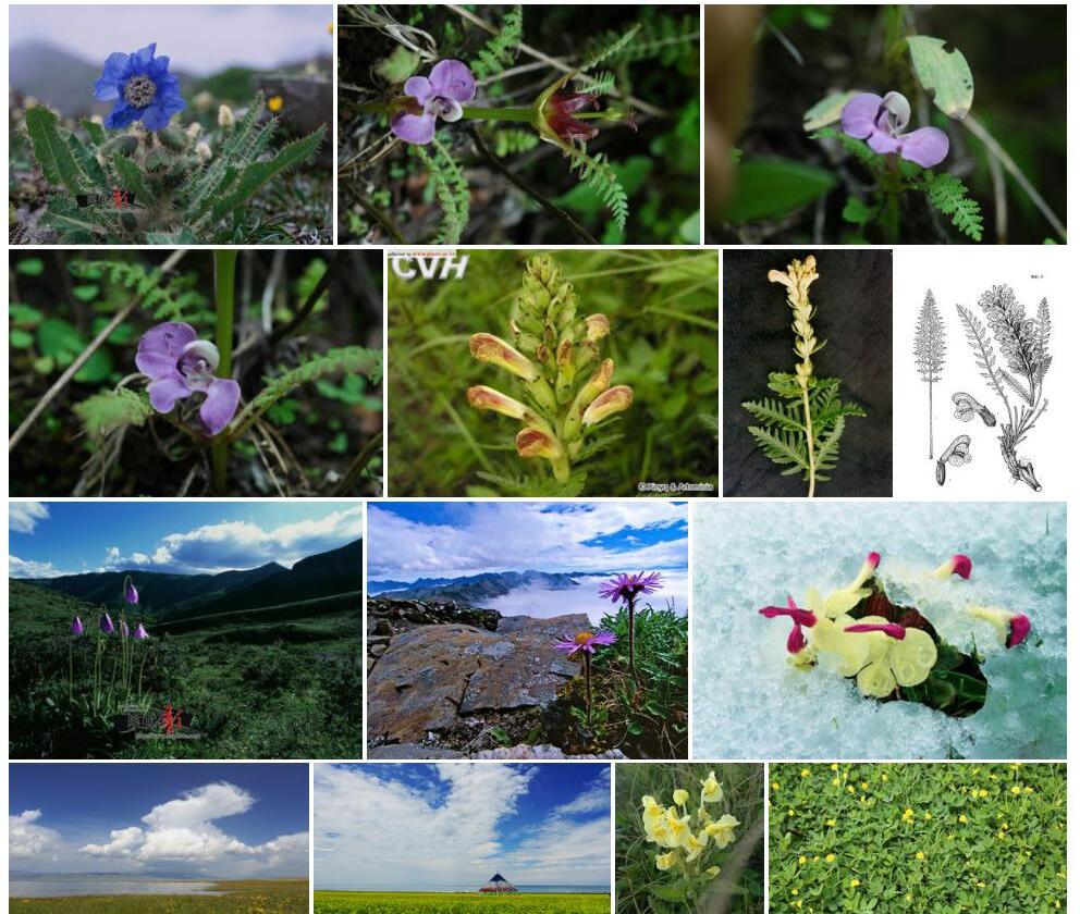 黄花马先蒿照片和图片/