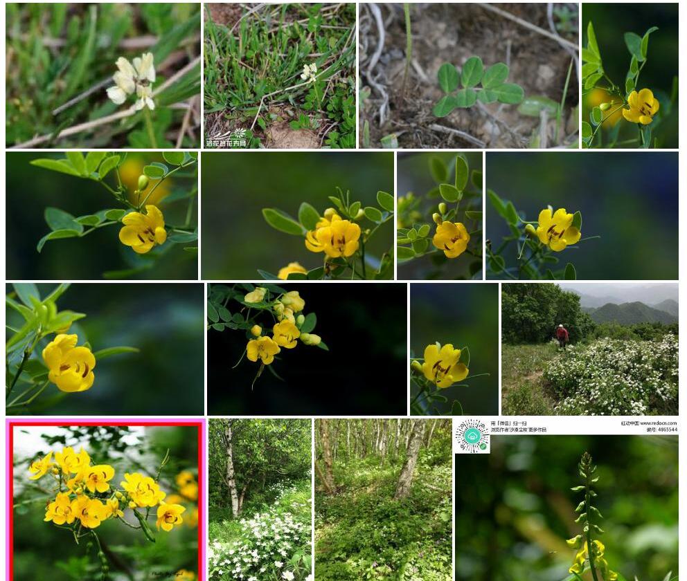 黄花高山豆照片和图片/