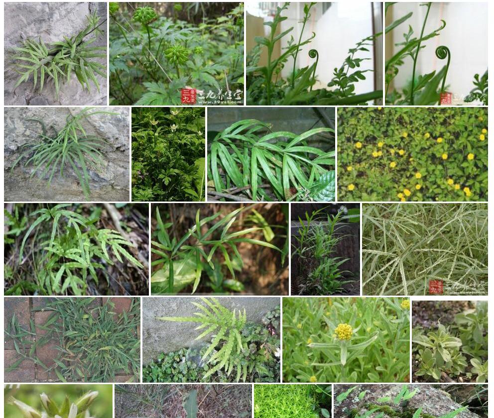黄花鸡爪草照片和图片/