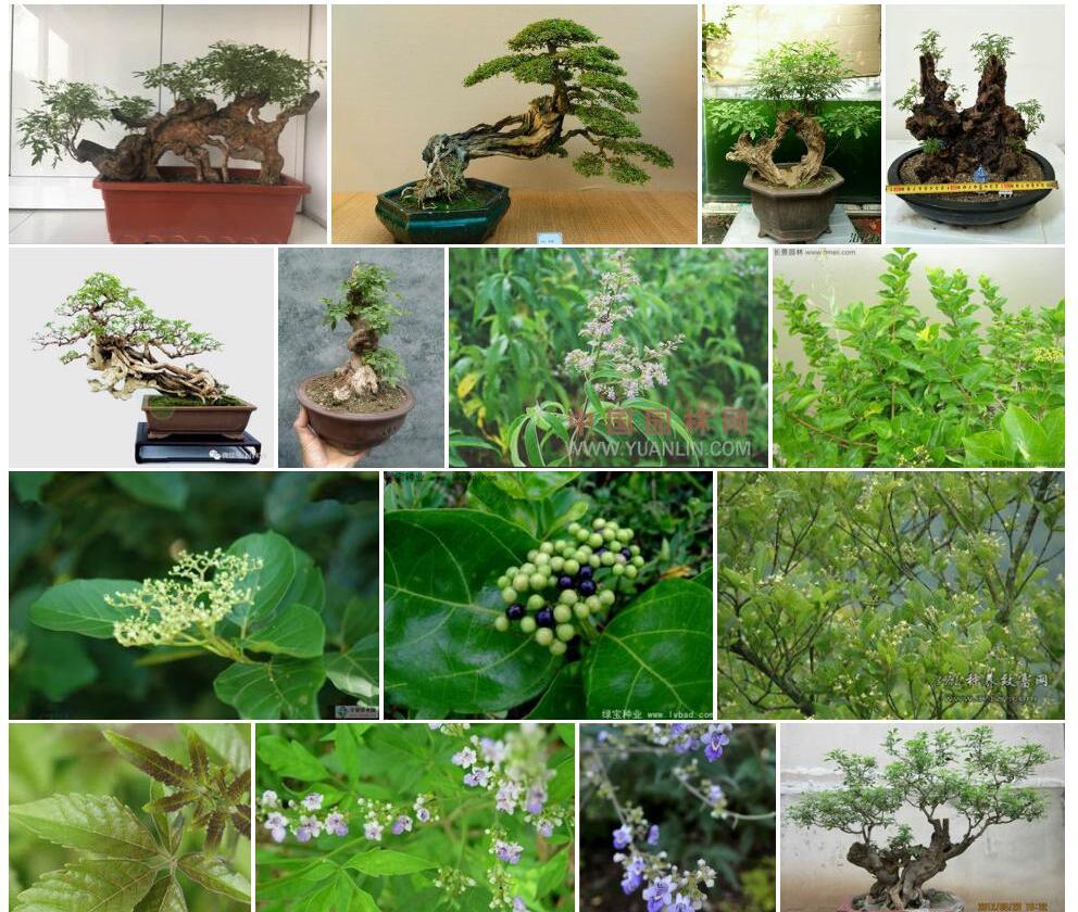 黄荆照片和图片/