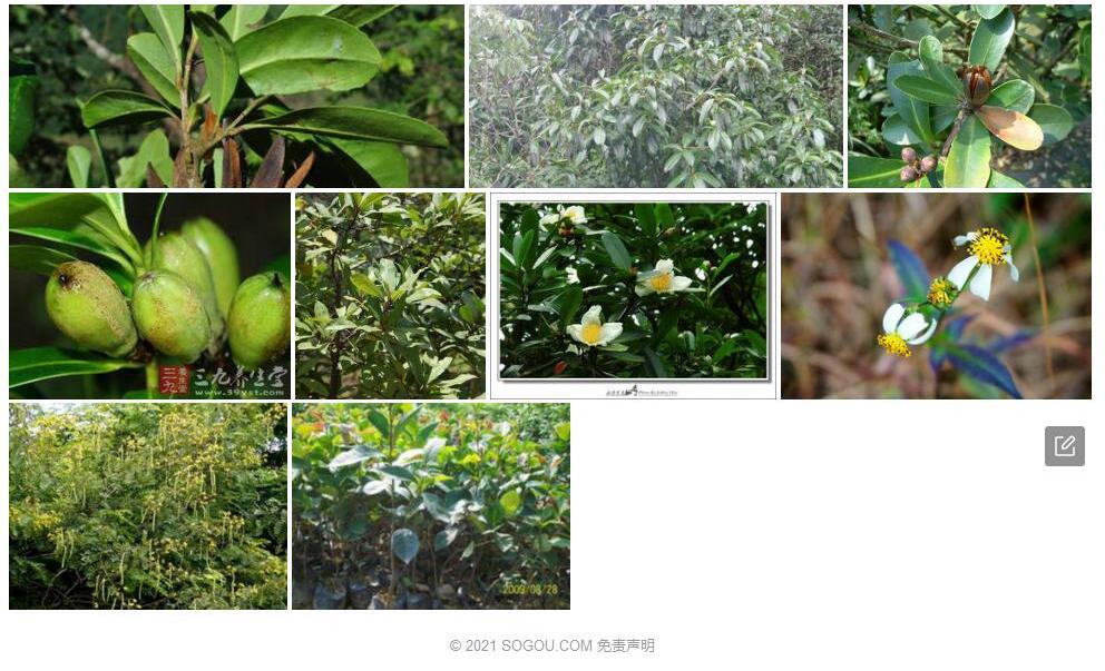 黄药大头茶照片和图片/