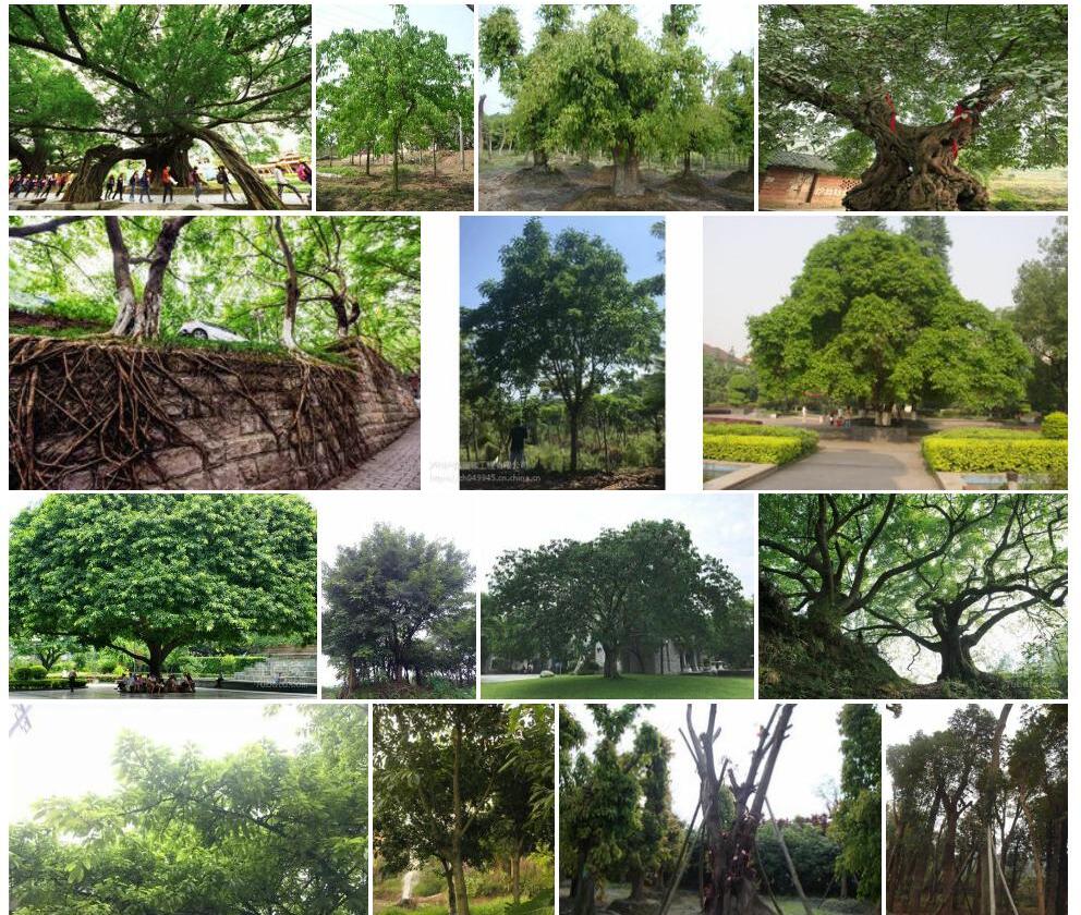 黄葛树照片和图片/