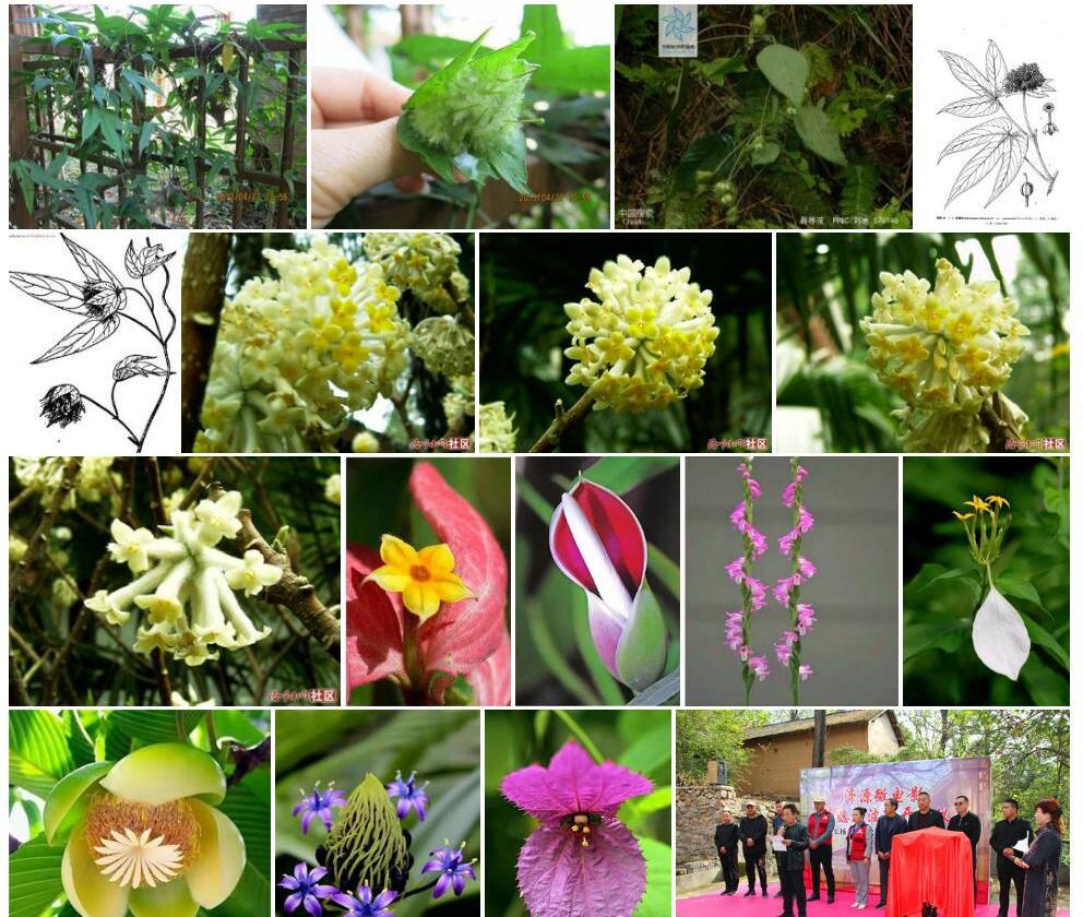 黄蓉花照片和图片/