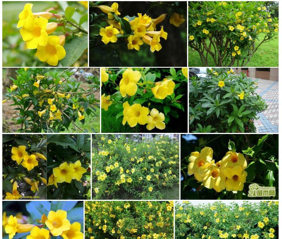 黄蝉照片和图片/