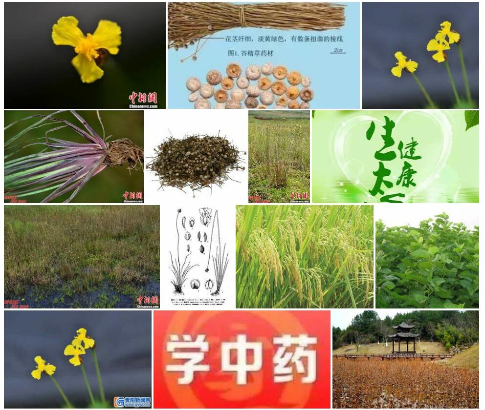 黄谷精照片和图片/