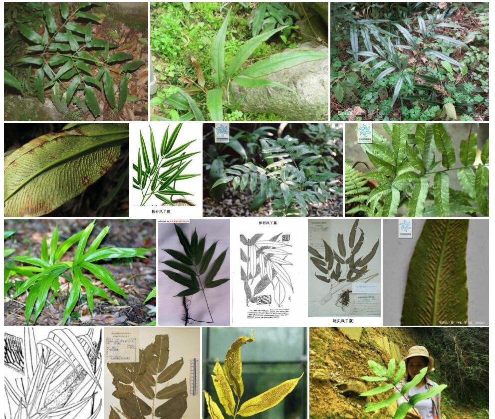 黄轴凤丫蕨照片和图片/